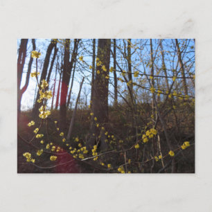 Spicebush Flowers i Vår Vykort