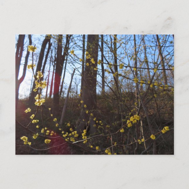 Spicebush Flowers i Vår Vykort (Framsida)