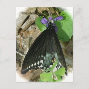 Spicebush Male Butterfly på Violet Postcard Vykort