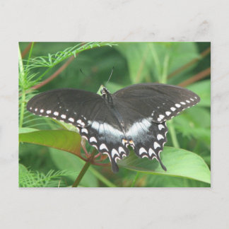Spicebush Postcard Vykort