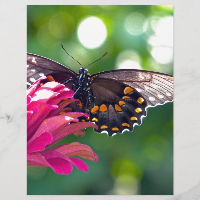 Spicebush-svalstjärt (Framsida)