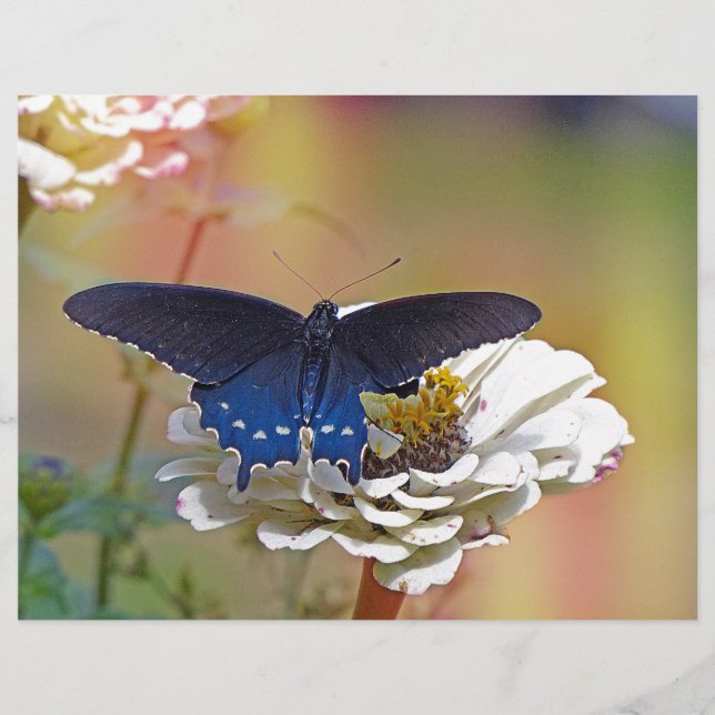 Spicebush Swallowtail (Framsida)