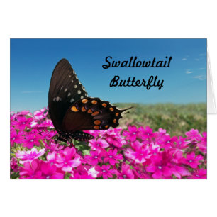 Spicebush Swallowtail Butterfly Hälsningskort