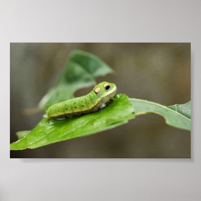 Spicebush Swallowtail butterfly larva Poster (Framsidan)