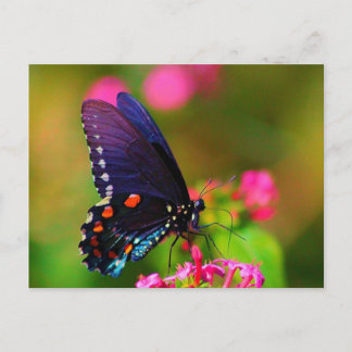 Spicebush Swallowtail Butterfly Vykort