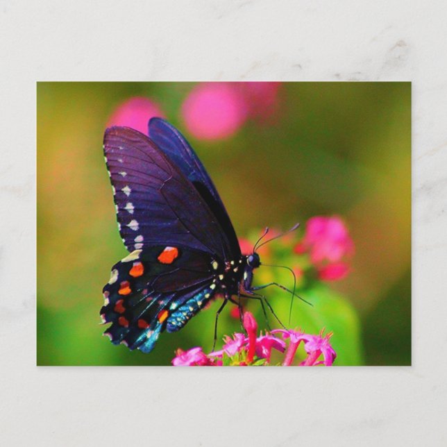 Spicebush Swallowtail Butterfly Vykort (Framsida)