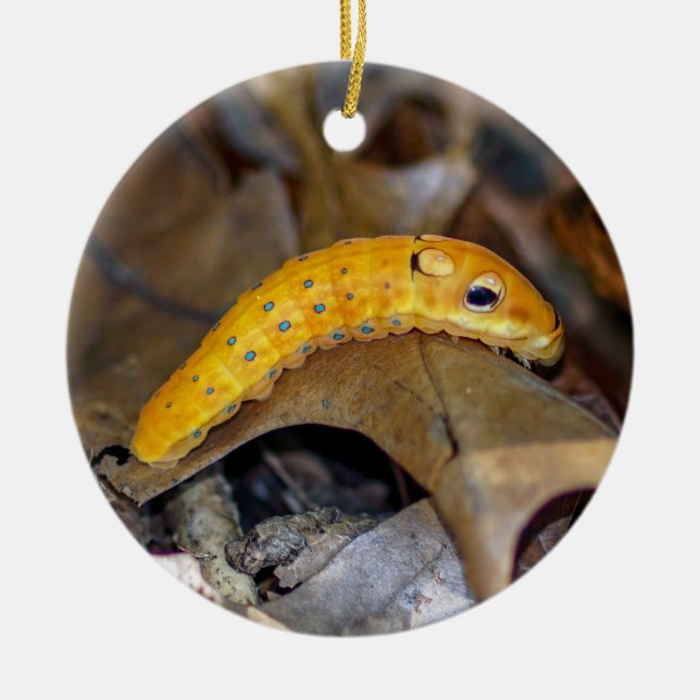 Spicebush Swallowtail Caterpelare Ornament (Framsidan)