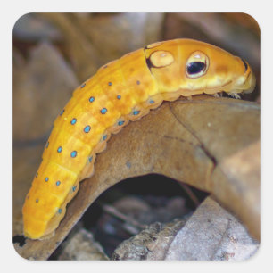 Spicebush Swallowtail Caterpillar kvadrerar Fyrkantigt Klistermärke
