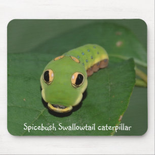 Spicebush Swallowtail caterpillar Musmatta