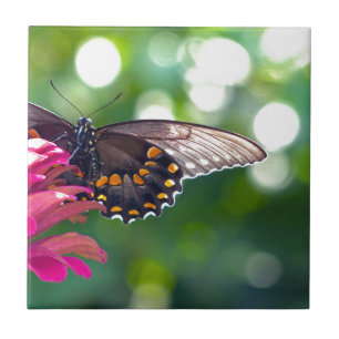 Spicebush Swallowtail Kakelplatta