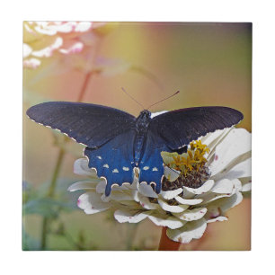 Spicebush Swallowtail Kakelplatta