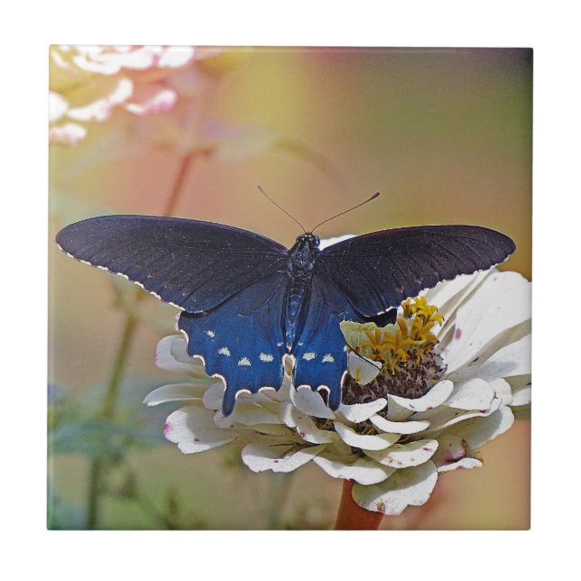 Spicebush Swallowtail Kakelplatta (Framsidan)