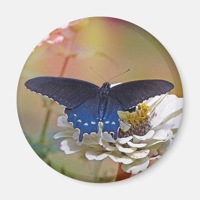 Spicebush Swallowtail Magnet (Framsidan)