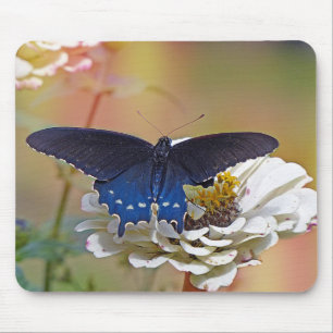 Spicebush Swallowtail Musmatta