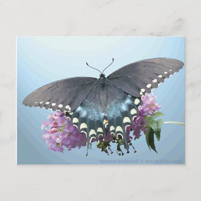 Spicebush Swallowtail Photo Postcard Vykort (Framsida)