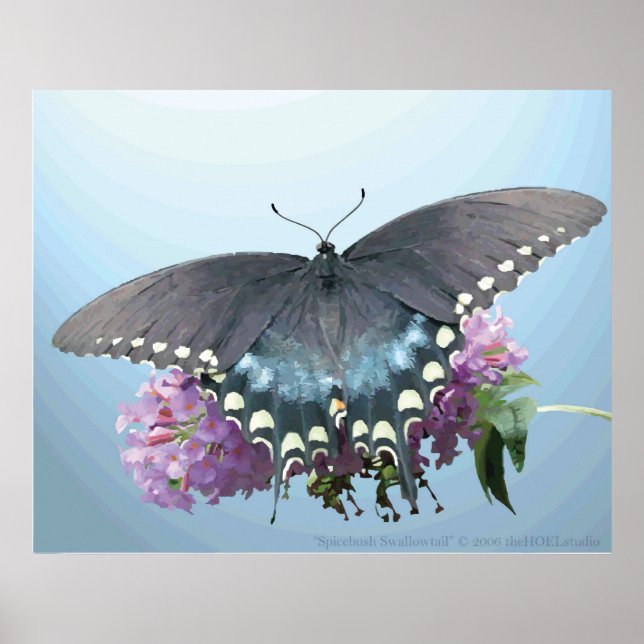 Spicebush Swallowtail Photo Poster (Framsidan)