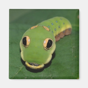 Spicebush Swallowtail-vattenpelare Magnet