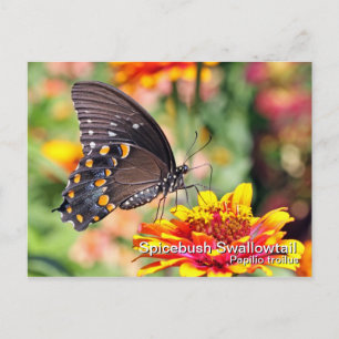 Spicebush Swallowtail-vykort Vykort