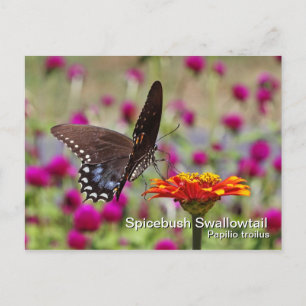 Spicebush Swallowtail-vykort Vykort