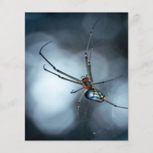 Spider Älskare Beauty Spider med Websar Flygblad