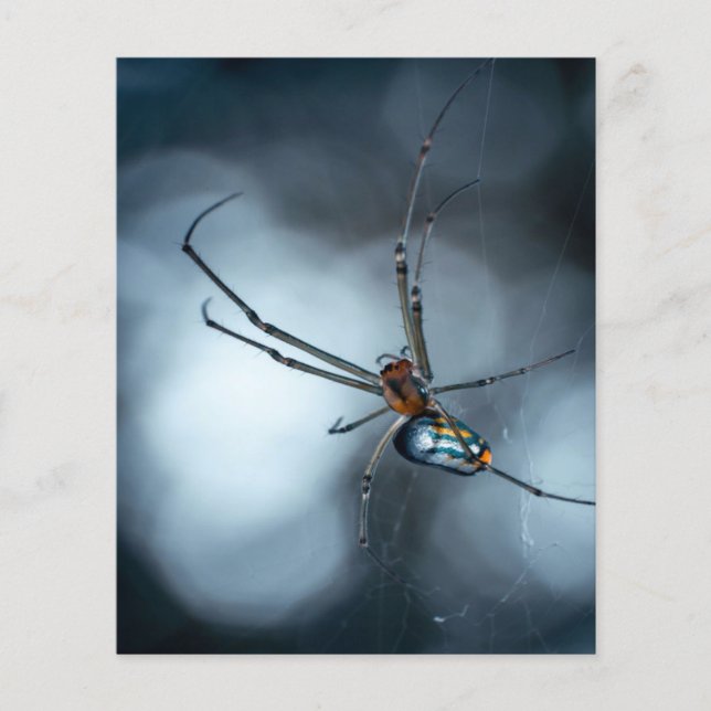 Spider Älskare| Beauty Spider med Websar Flygblad (Framsidan)