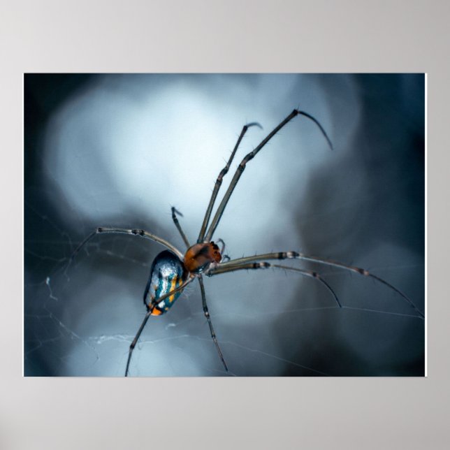 Spider Älskare | Beauty Spider with Webss Poster (Framsidan)