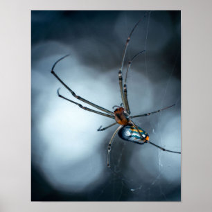 Spider Älskare   Beauty Spider with Webss Poster