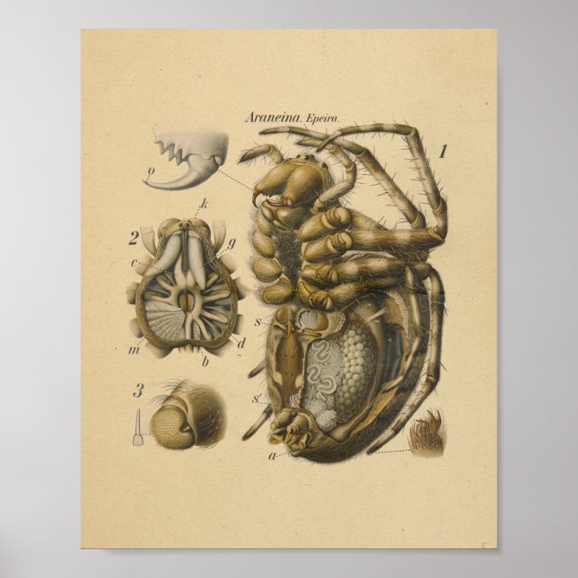 Spider Anatomy Print Paul Pfurtscheller Poster (Framsidan)