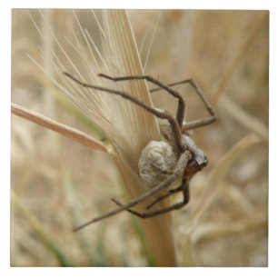 Spider and Egg Sac Tile Kakelplatta