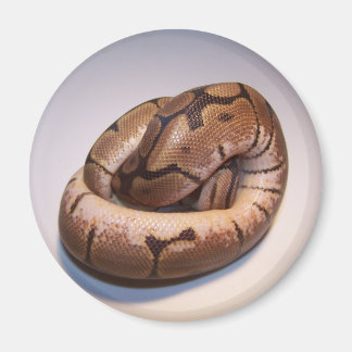 Spider Boll Python Magnet