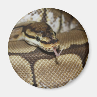 Spider Boll Python Magnet
