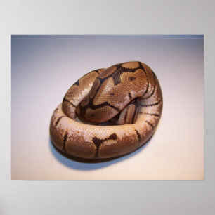 Spider Boll Python Poster