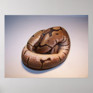 Spider Boll Python Poster