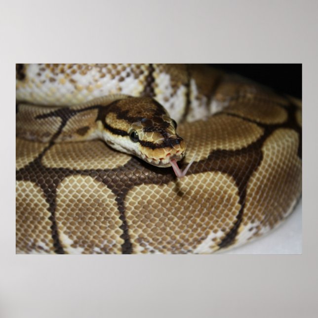 Spider Boll Python Poster (Framsidan)
