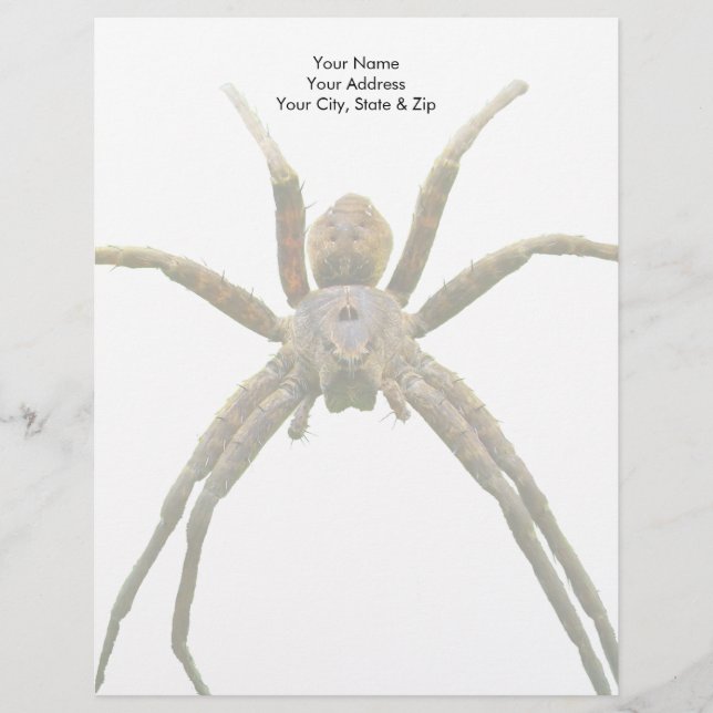 Spider Brevhuvud (Framsida)