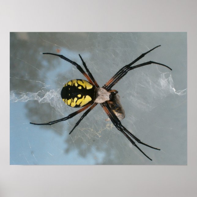 Spider, Common Garden Poster (Framsidan)