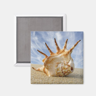 Spider Conch på Sandy Beach Magnet