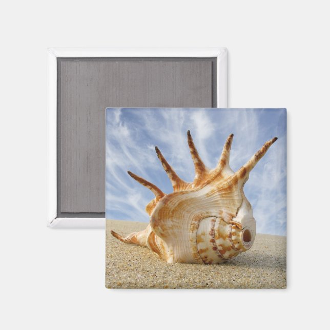 Spider Conch på Sandy Beach Magnet (Front/Back)