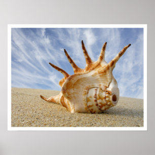 Spider Conch Seashell på Beach Sand Poster