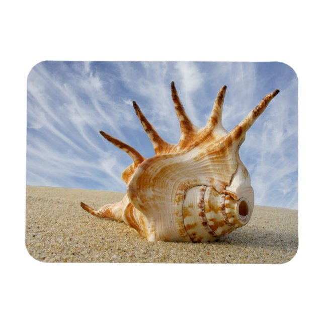 Spider Conch Seashell på Sandy Beach Magnet (Horisontell)
