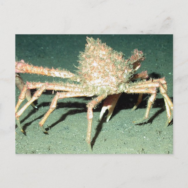 Spider Crab Vykort (Framsida)
