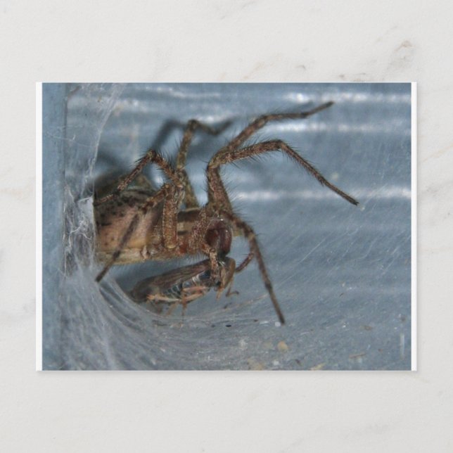 Spider Eating Vykort (Framsida)