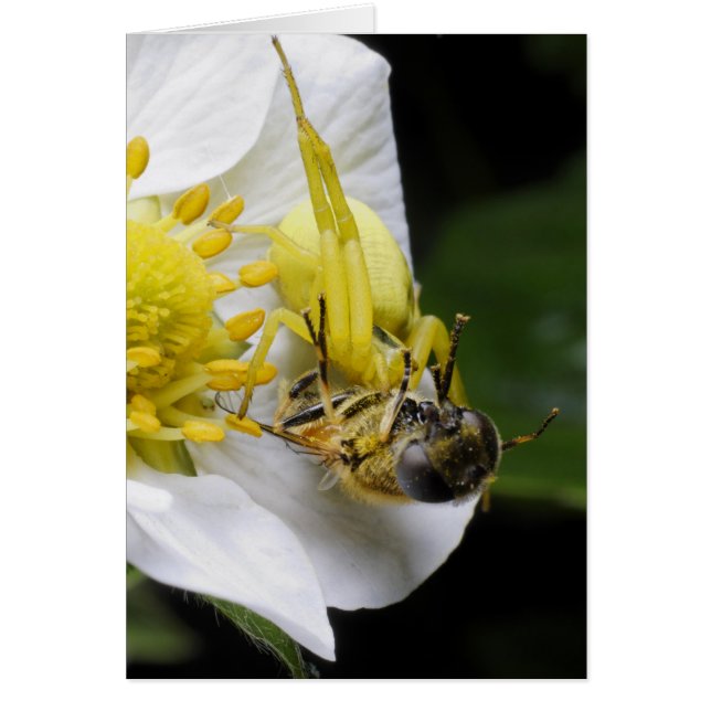 Spider Hälsningskort (Framsidan)