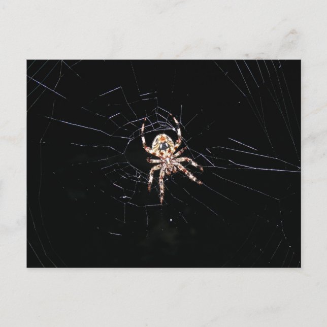 SPIDER I MÖRKEN VYKORT (Framsida)