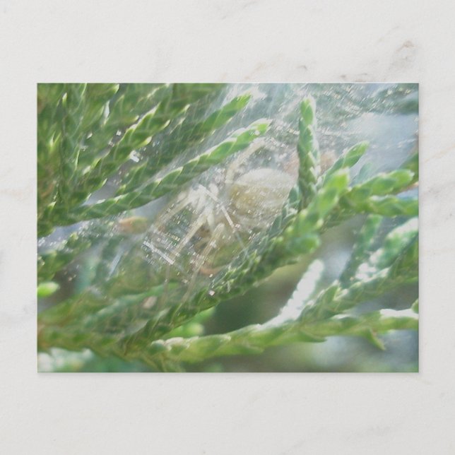 Spider i reat vykort (Framsida)