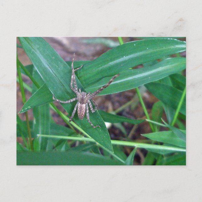Spider i Smartweed-vykort Vykort (Framsida)