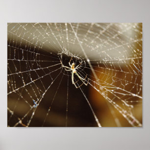 Spider i webben poster