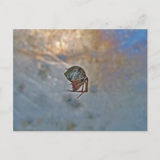 Spider i Webben Vykort (Framsida)