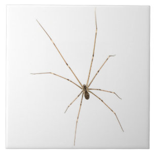 Spider Kakelplatta