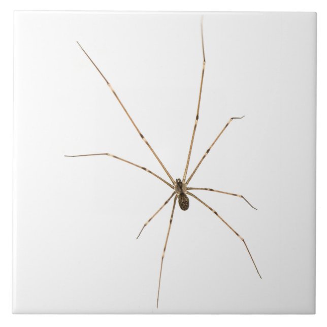 Spider Kakelplatta (Framsidan)